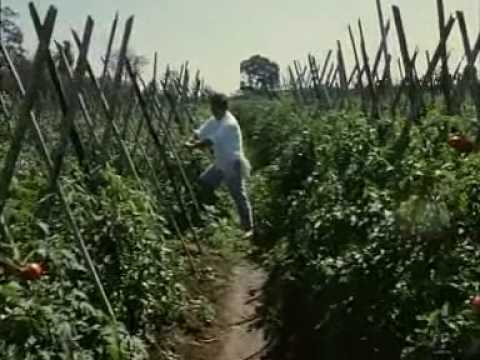 Documentário Ilha das Flores, de Jorge Furtado, completo no Youtube