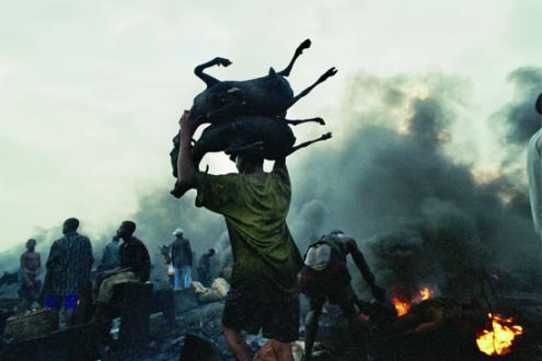 Durante a sua jornada, os trabalhadores do matadouro arrastam pesadas cabeças de vaca pela lama para leva-las até à fogueira, onde são cozidas para venda.