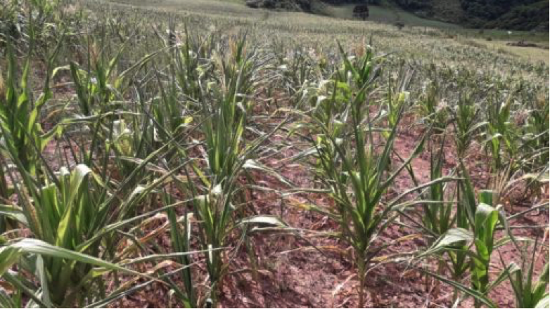 MPA alerta: seca está devastando lavouras de milho e consequências serão sentidas por toda sociedade
